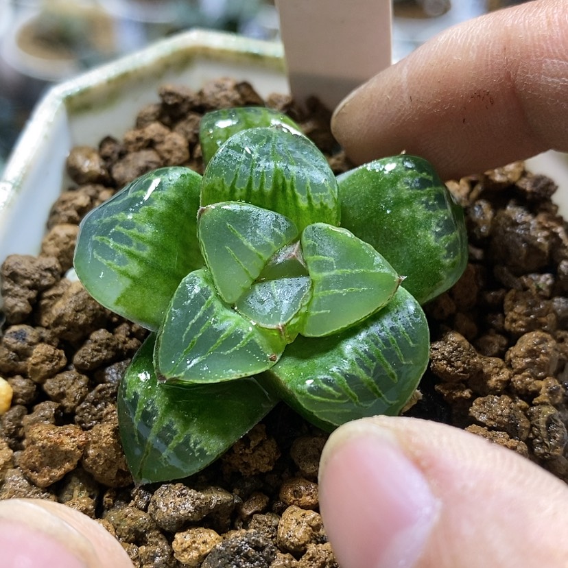 【闪购商品】27实生