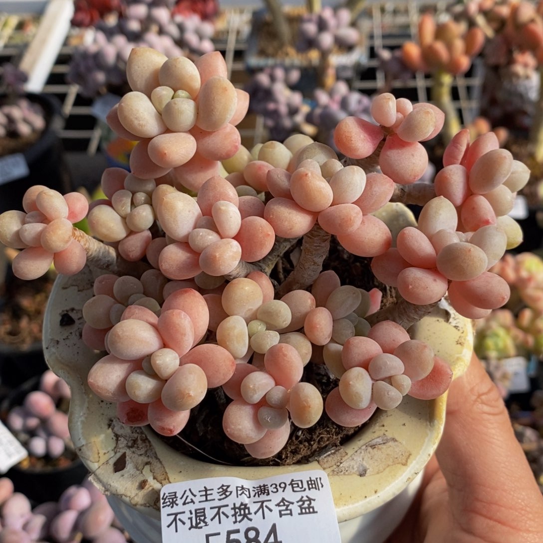 584鱼子酱10cm多肉