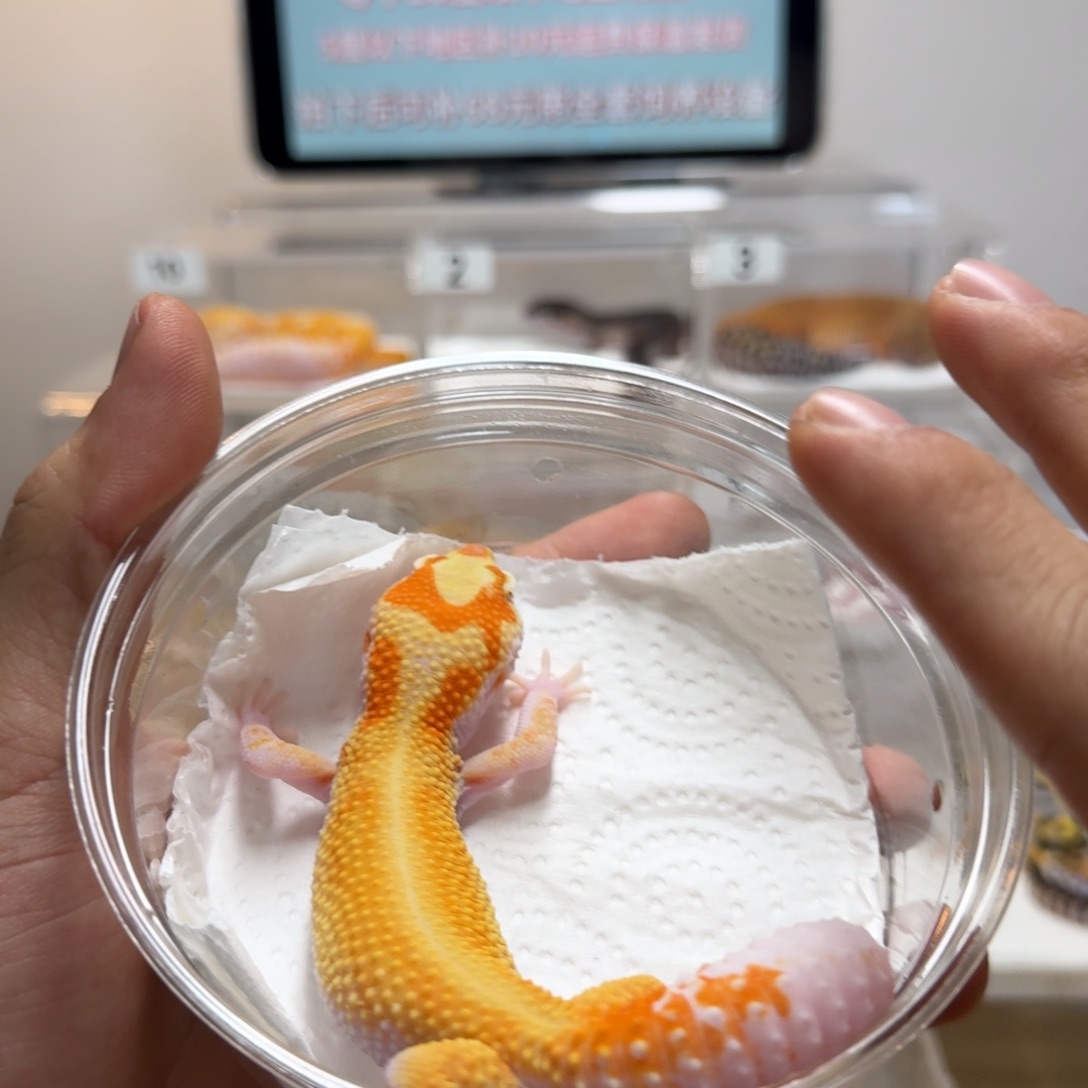 豹纹守宫白黄蜡笔头花暴龙弟弟