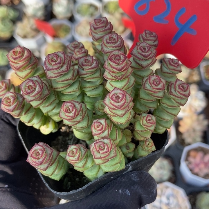 824钱串多肉植物保护