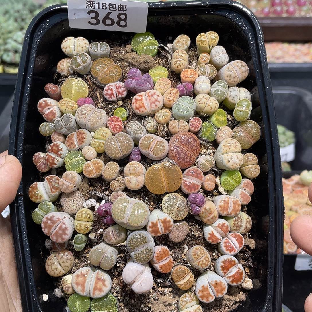 368当天凑满十八元包邮生石花