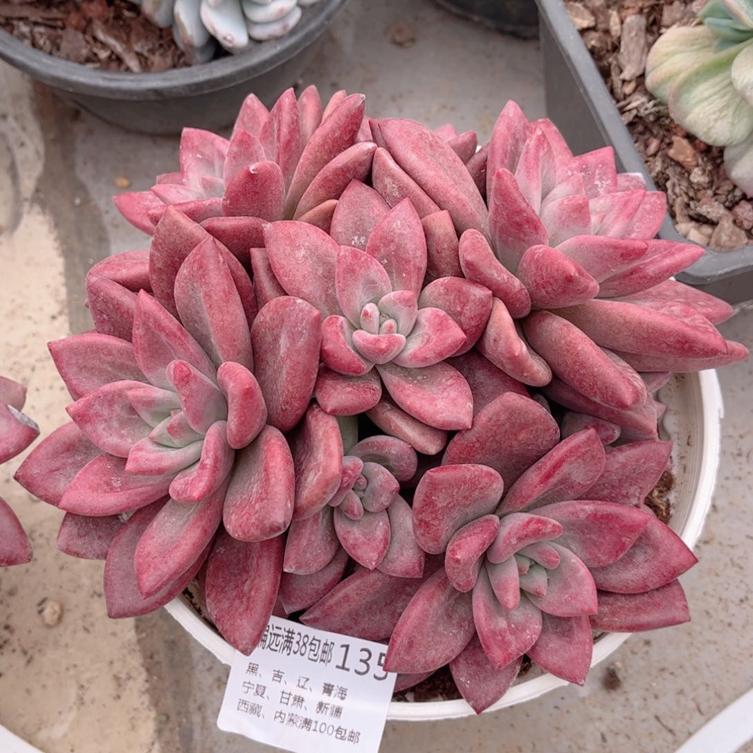 135赫菲斯托德华多肉