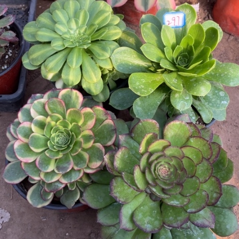 297多肉植物组合