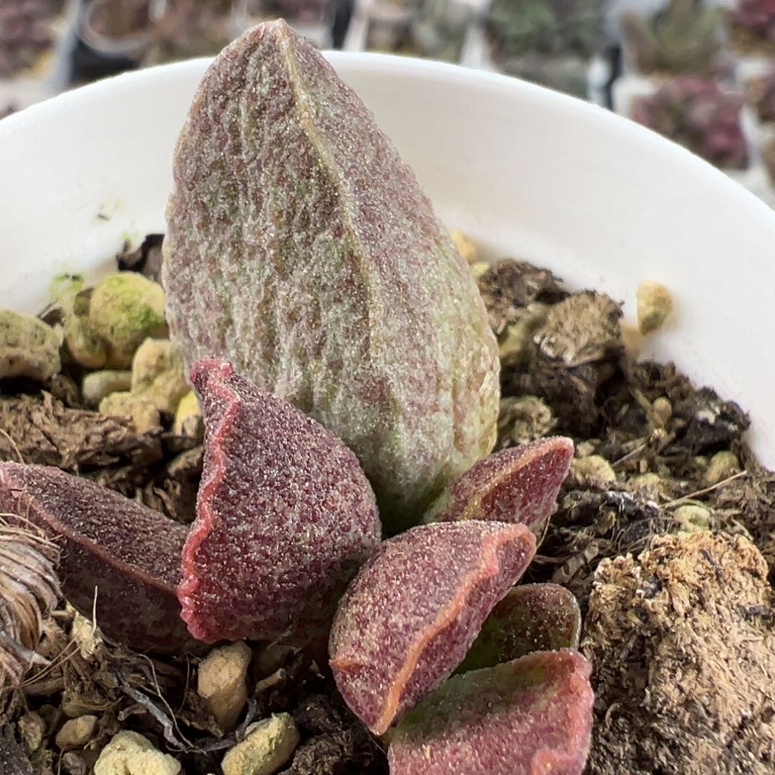 青龙大苗满斑母叶可能会消耗