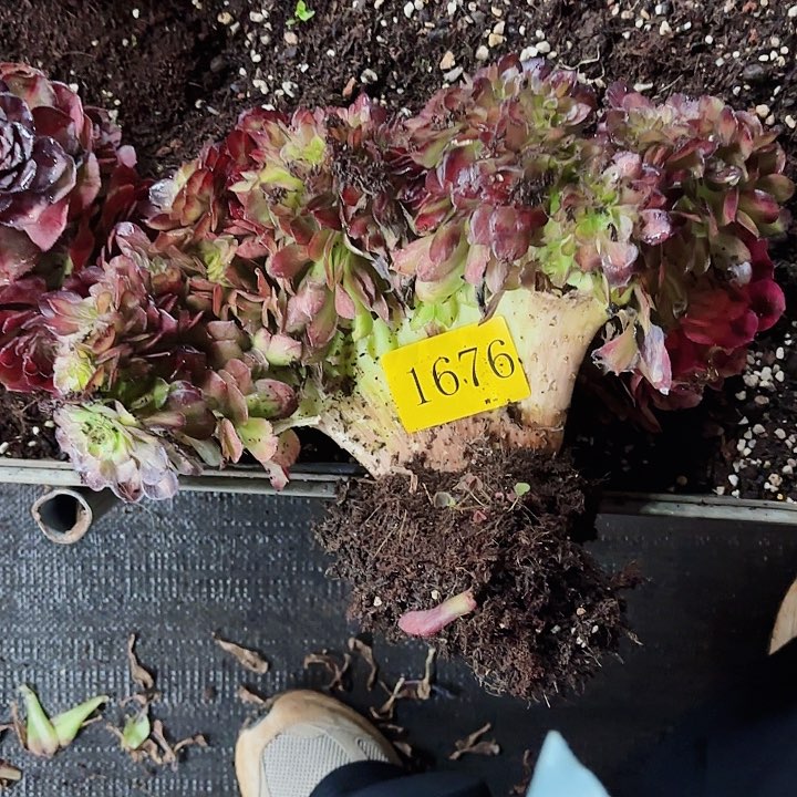 多肉植物抹茶缀1676