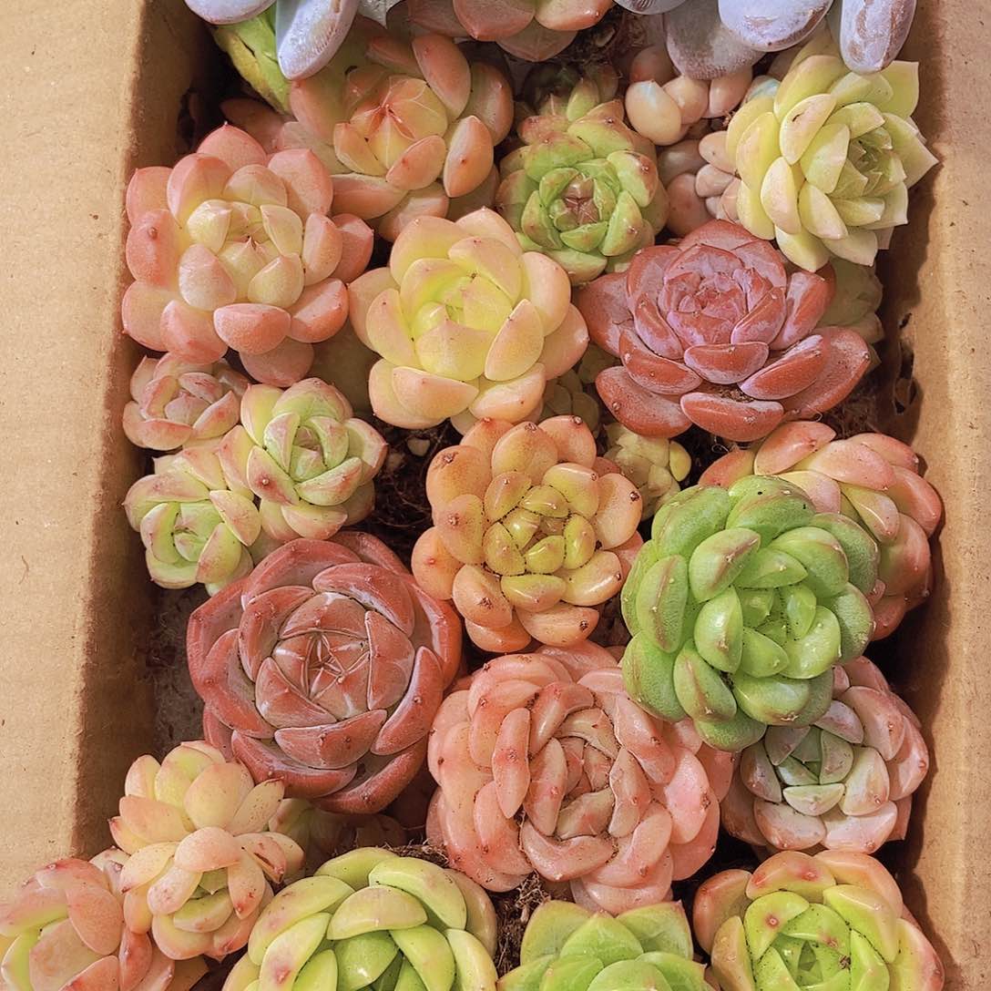 000001量拍保底20颗，小
