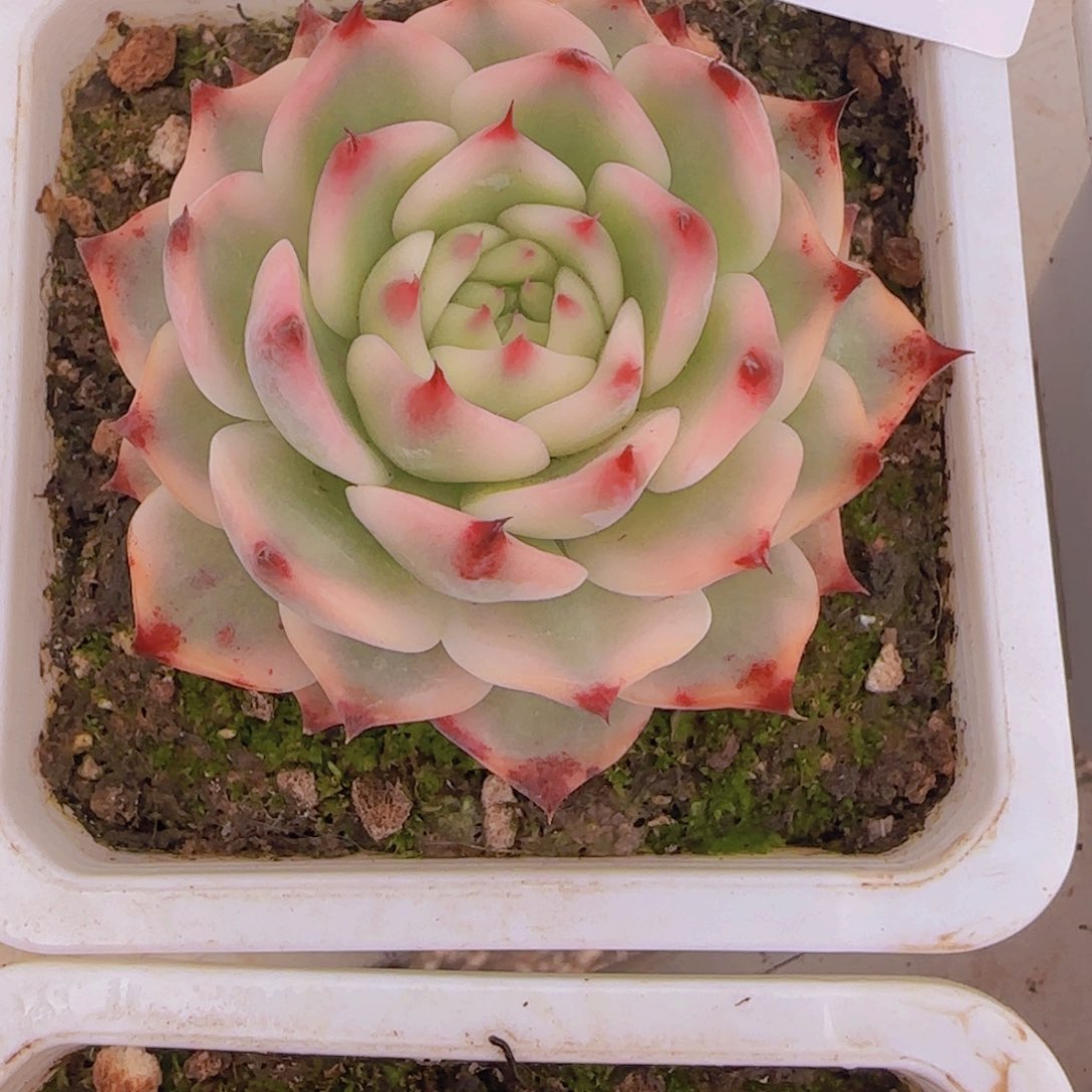 744吉娃娃锦多肉植物