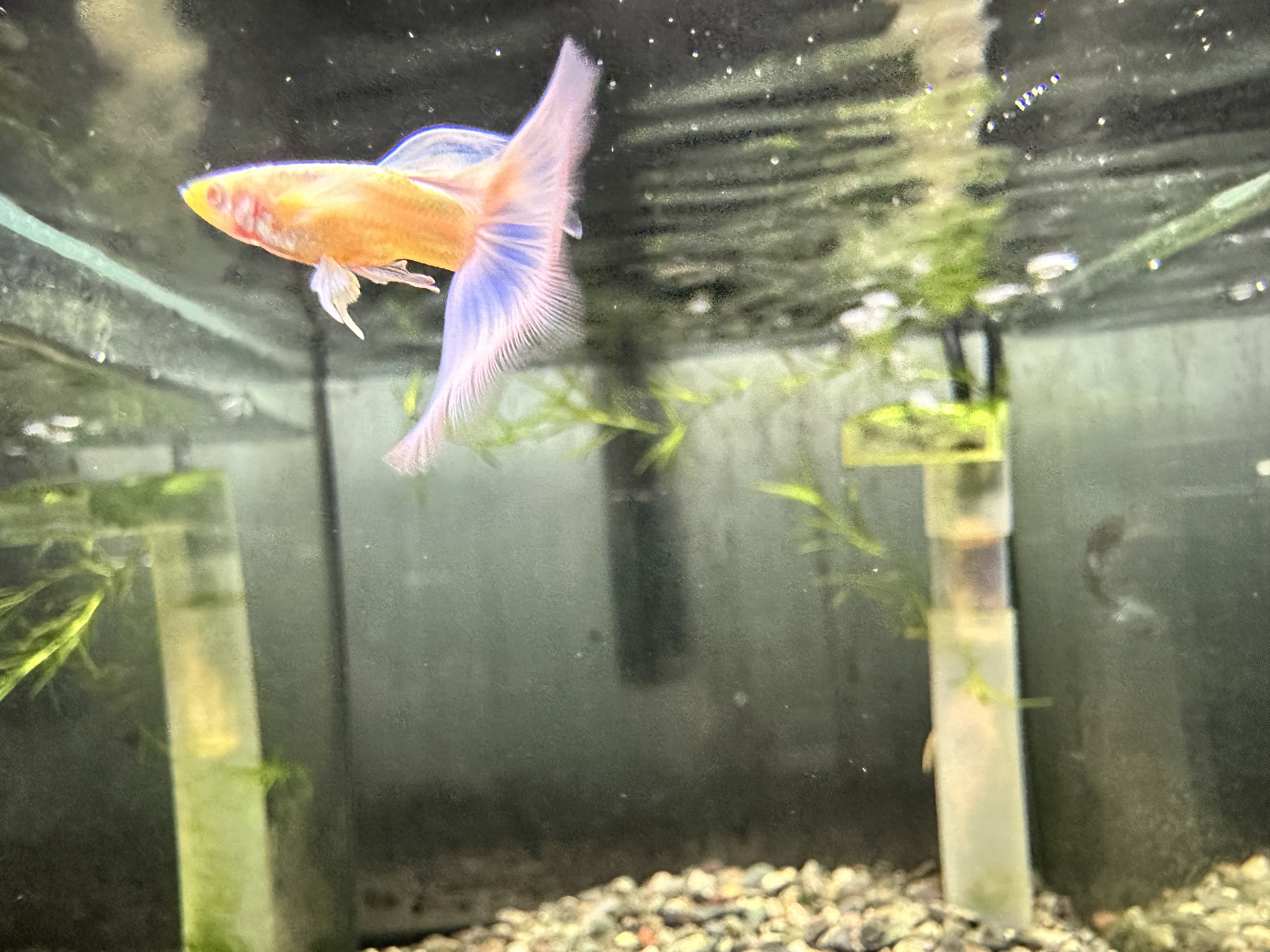 精品孔雀鱼蓝白飞船