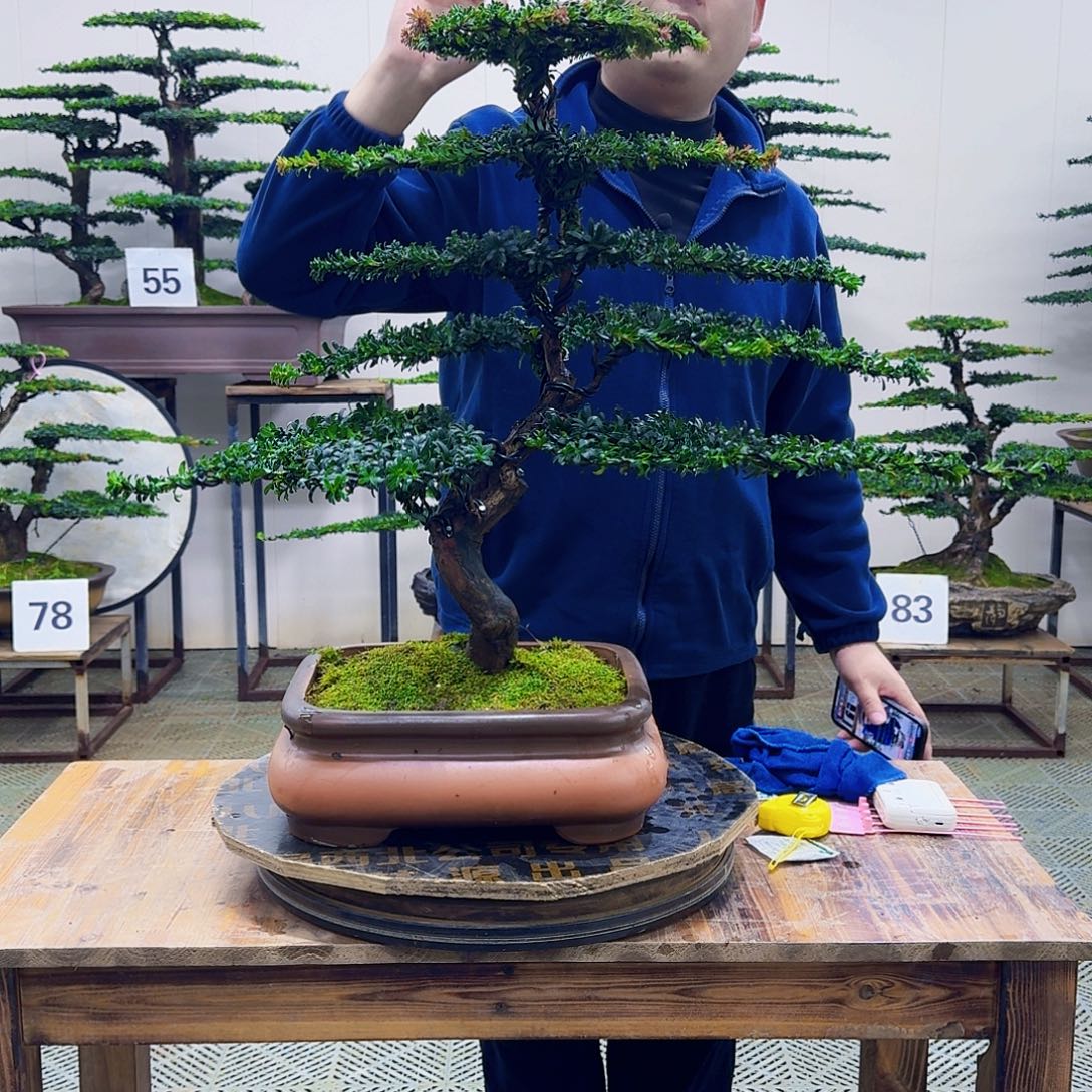 无花朵珍珠红芽罗汉松造型盆景