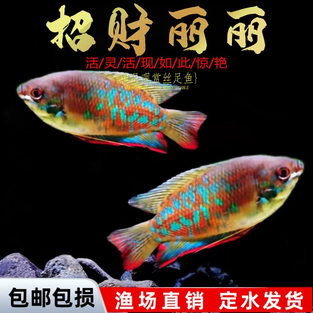 招财丽丽鱼小型热带淡水观赏鱼好养耐活无需打氧适合新