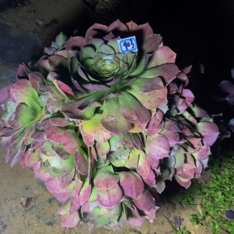 万圣节多肉植物903多肉