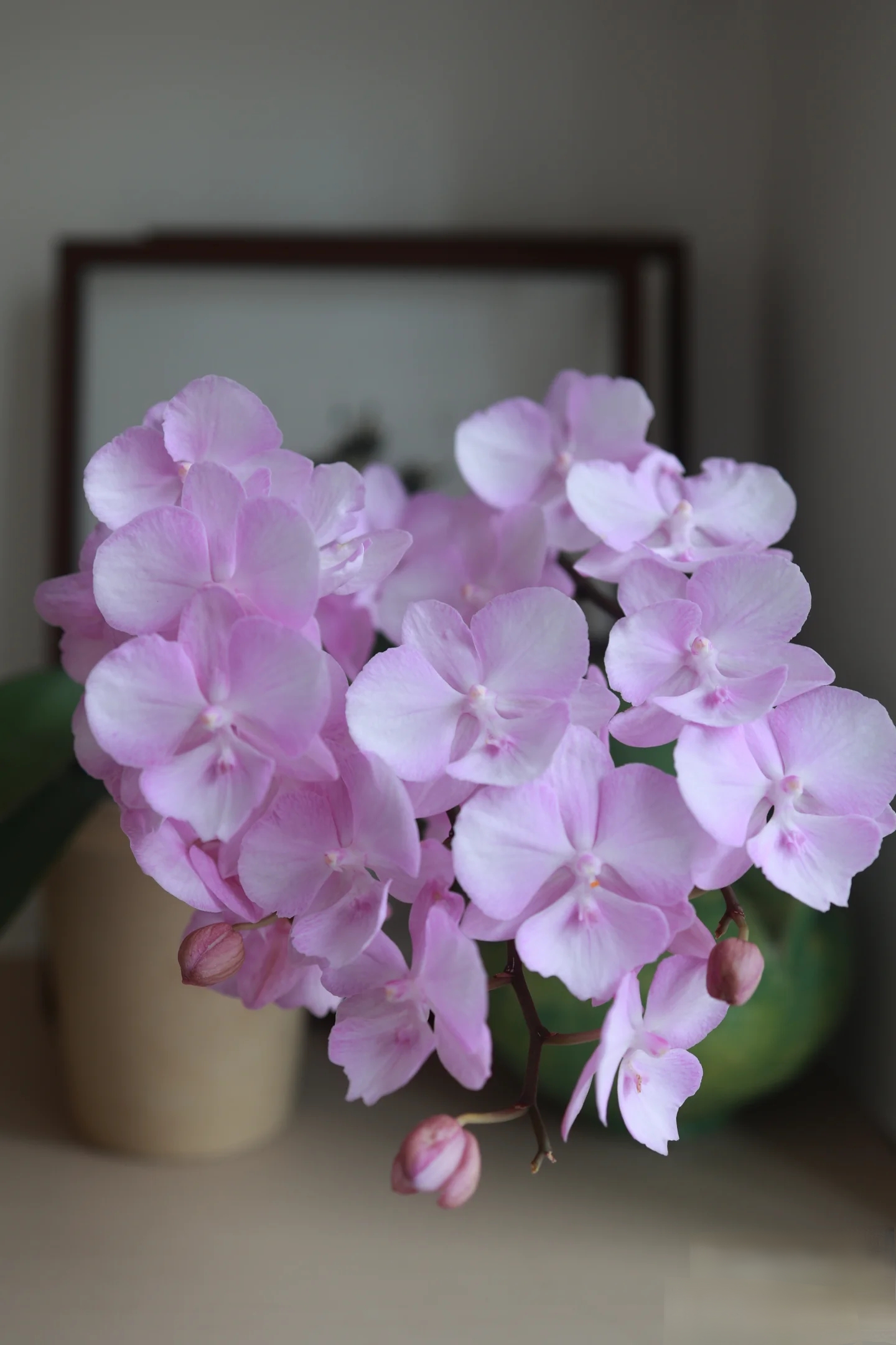 神仙姐姐蝴蝶兰3.5寸杯（刚出梗）壮根仙气飘飘