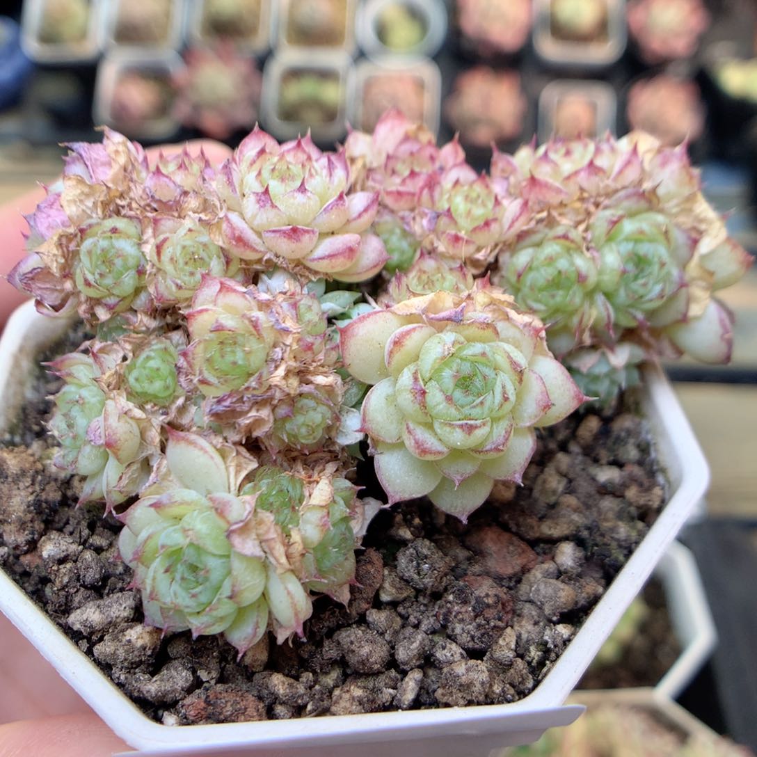 G143虞姬麦杆，20包邮两天凑单偏远地区不发货