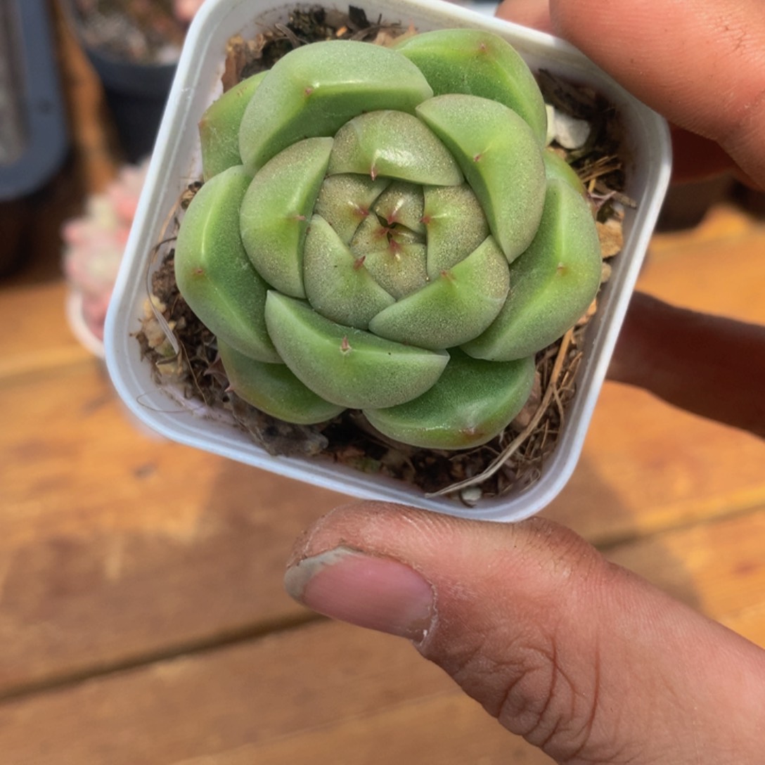 精控珍妮多肉一物一拍