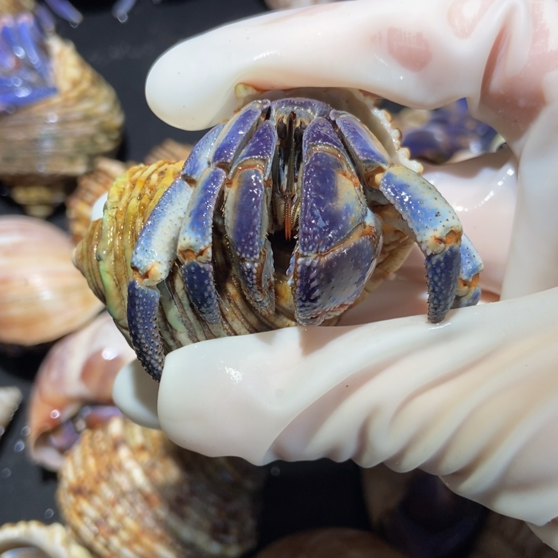 2.8口径蓝白色紫陆 不退不换