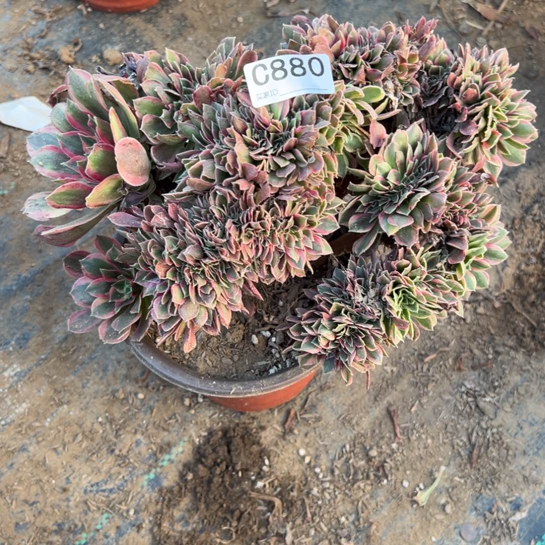 远***吗880女神缀化多肉植物法师