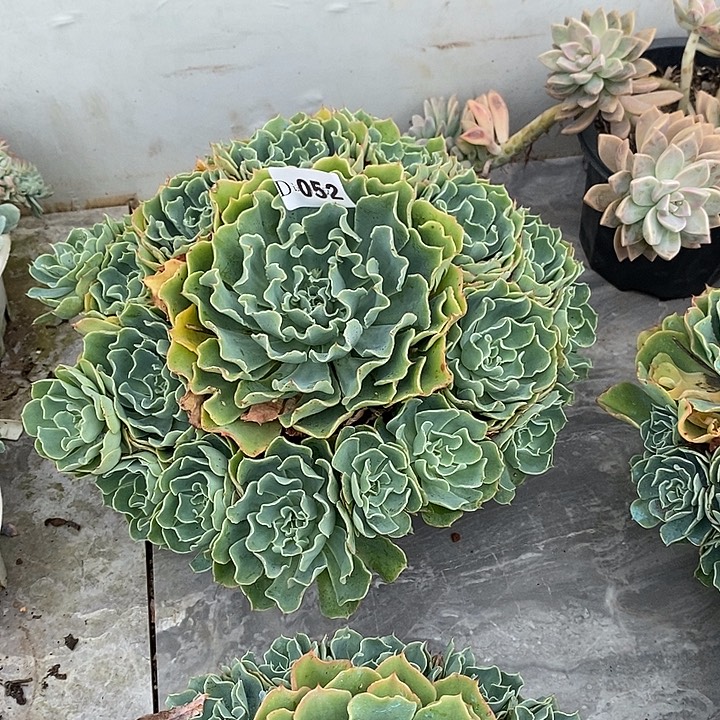 撒***052海啸多肉植物多肉