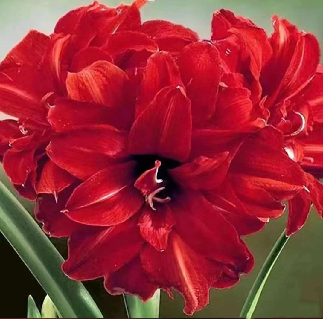 进口重瓣朱顶红种球 【红孔雀】 艺晓花卉 1颗包邮