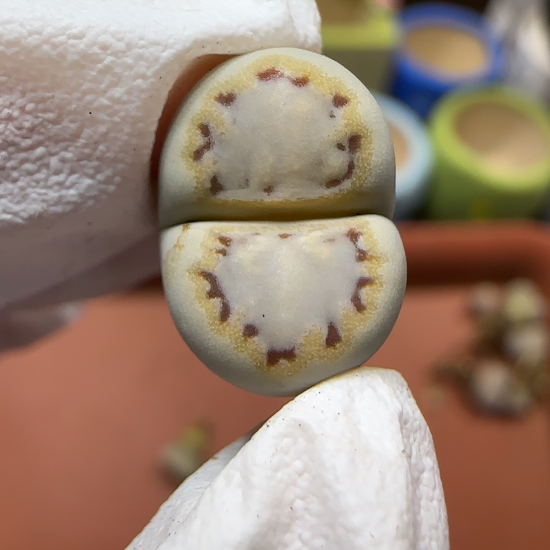 12.25.1621.6糖霜饼干.9016圣诞福利