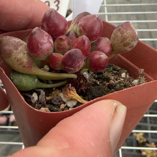 39鼓槌一物一拍多肉