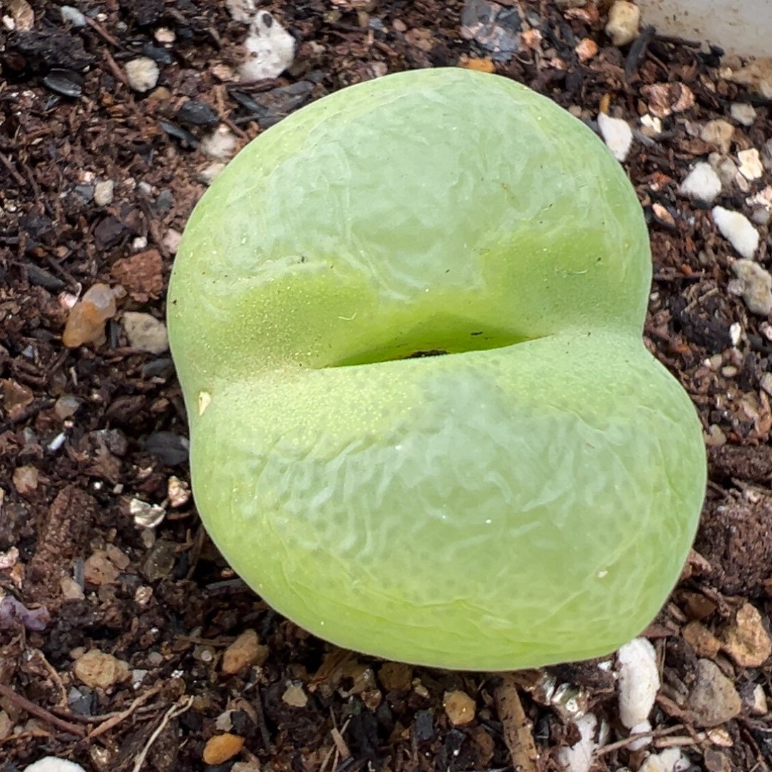 11.29好看的多肉脱土发货681