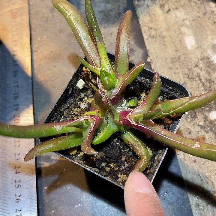 满38包邮2天凑单，脱土晾根发货多肉植物新妖