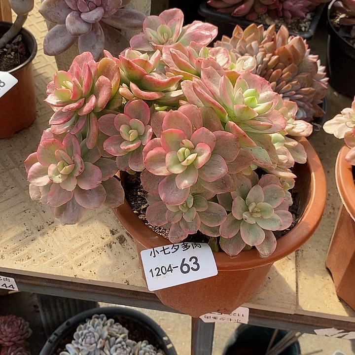 风****小七夕多肉小叶红梅锦63