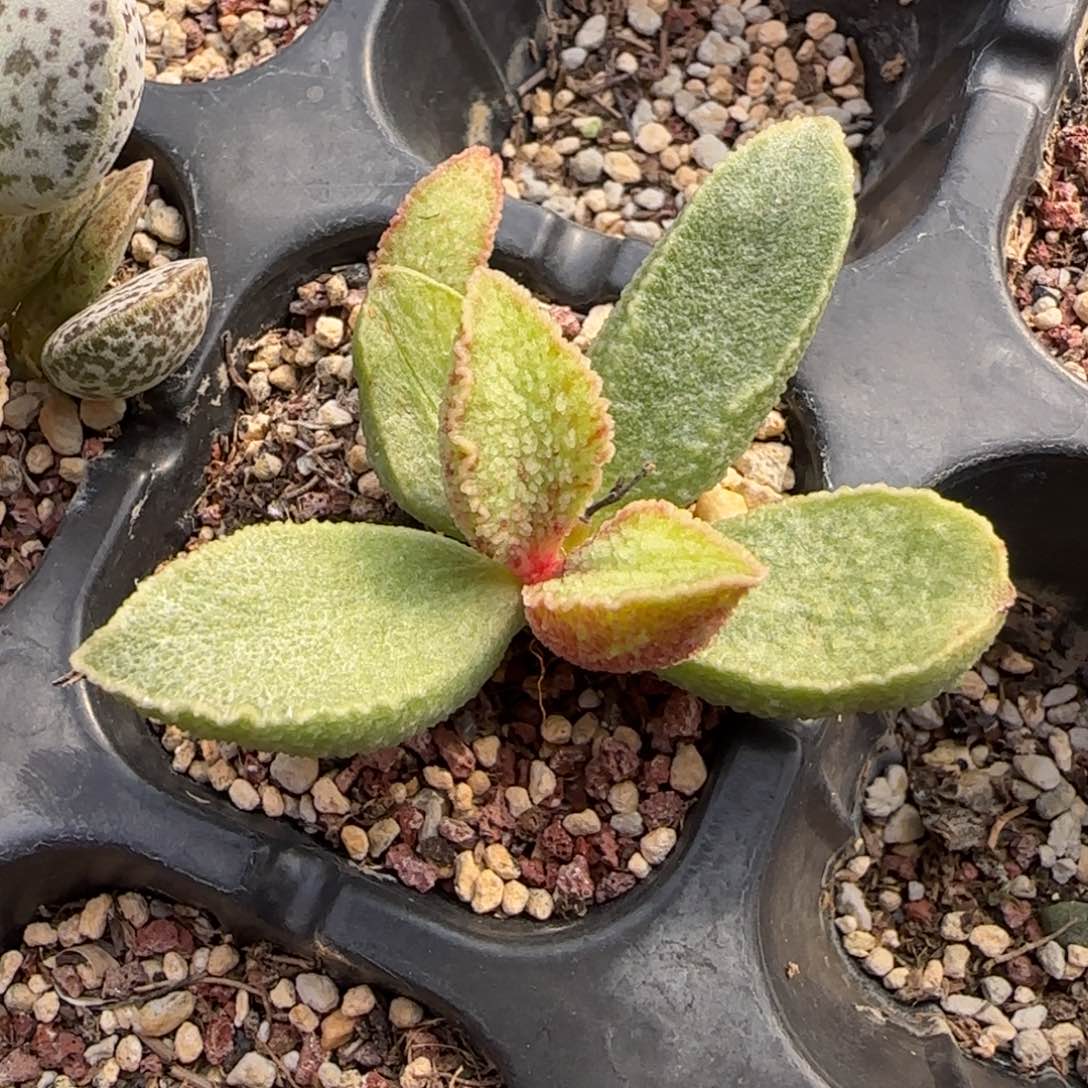 绿皮水泡多肉植物