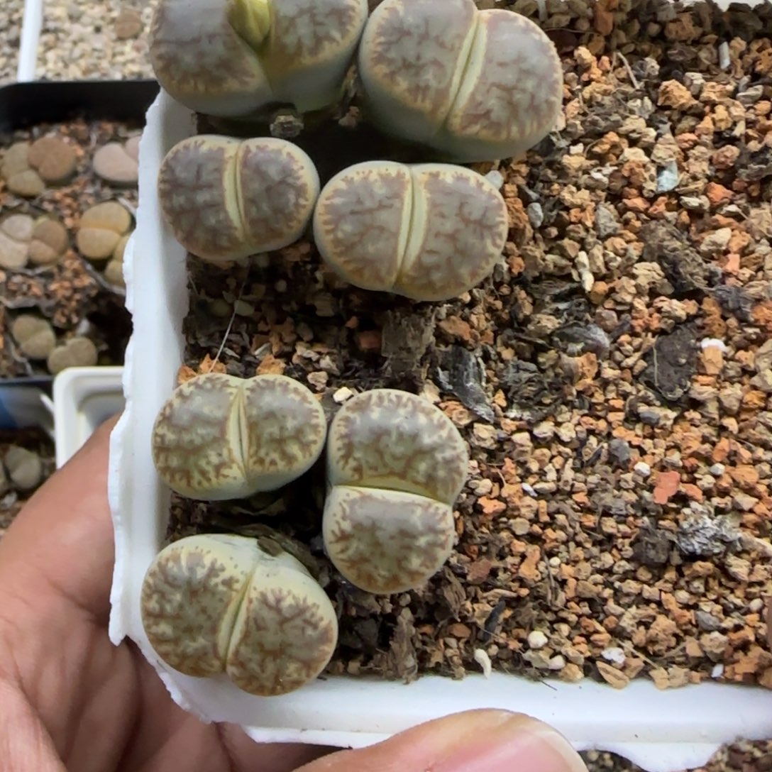 476 生石花大棚直播