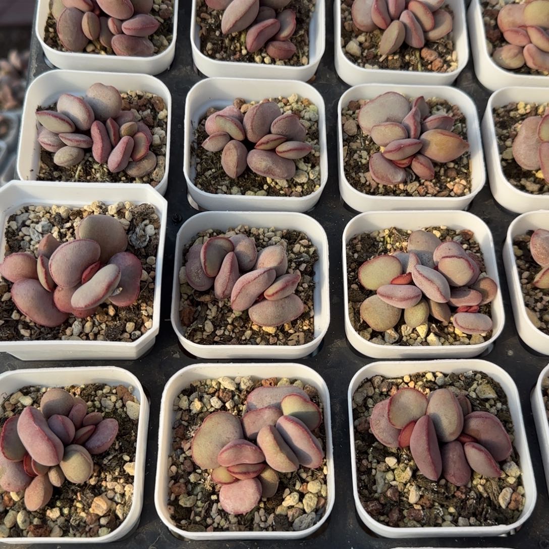 白肌红蛋量拍链接