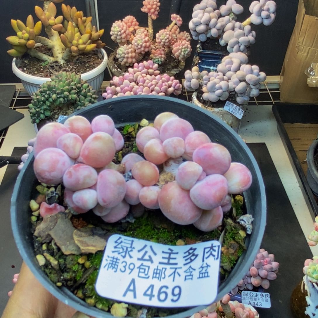 469腰子桃蛋多肉有砍