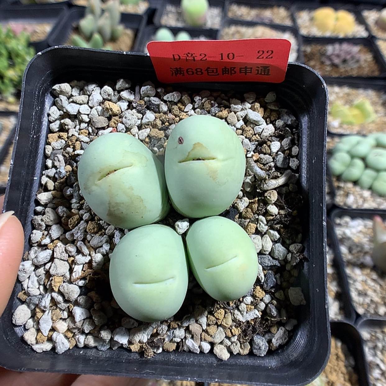 【闪购商品】2-10-22 鸽子蛋一群 80