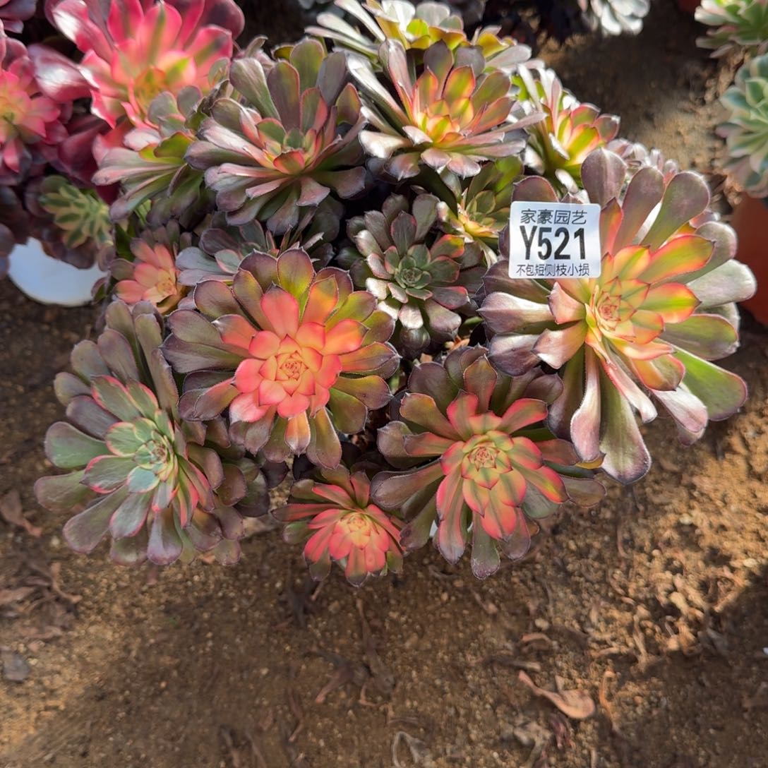 521要花官服25左右2