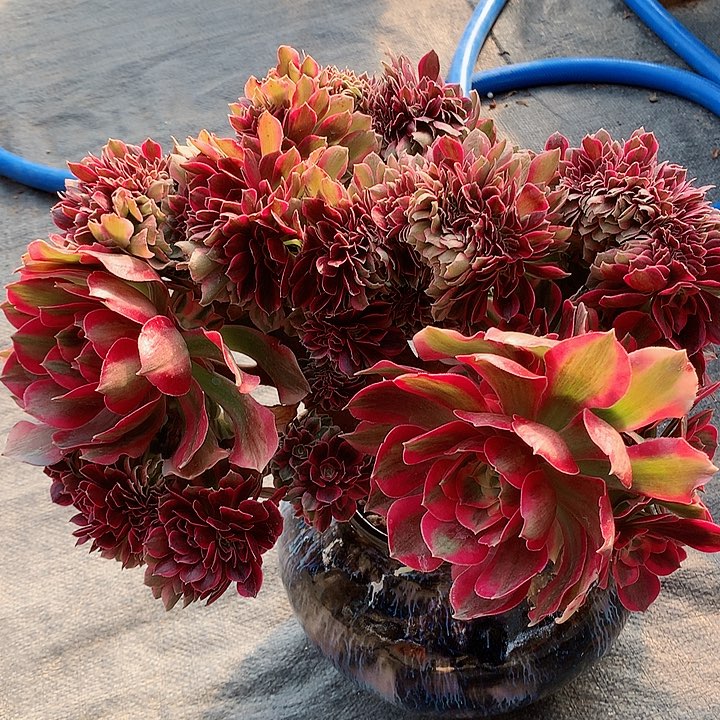 女郎朵朵脱土发货啊