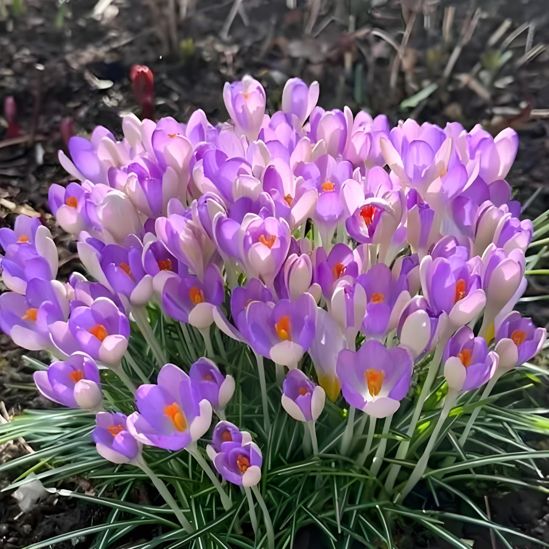 进口番红花种球多年生好养花卉适合阳台庭院盆栽地栽耐寒