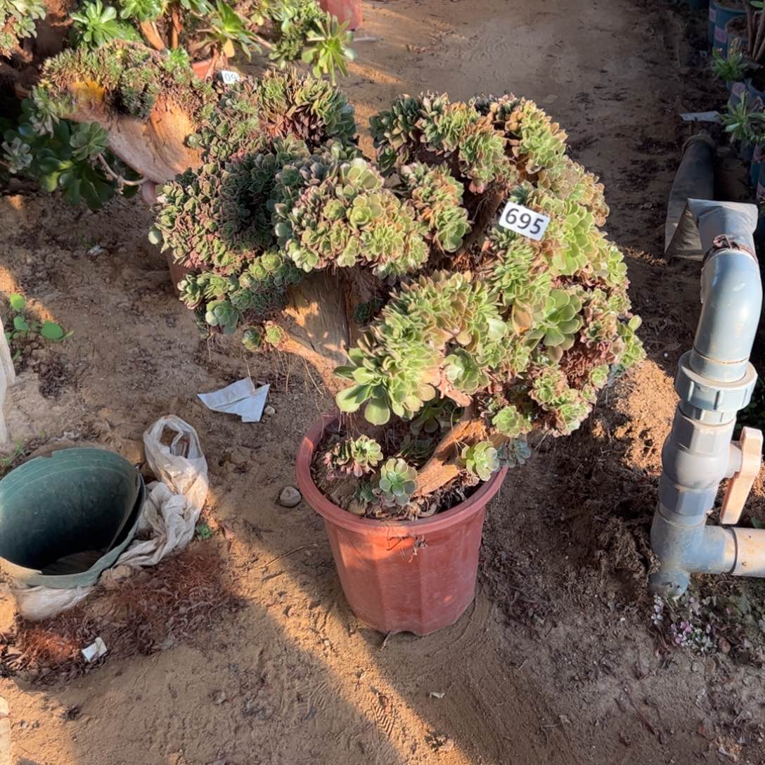 玫瑰朵有伤695冠服50