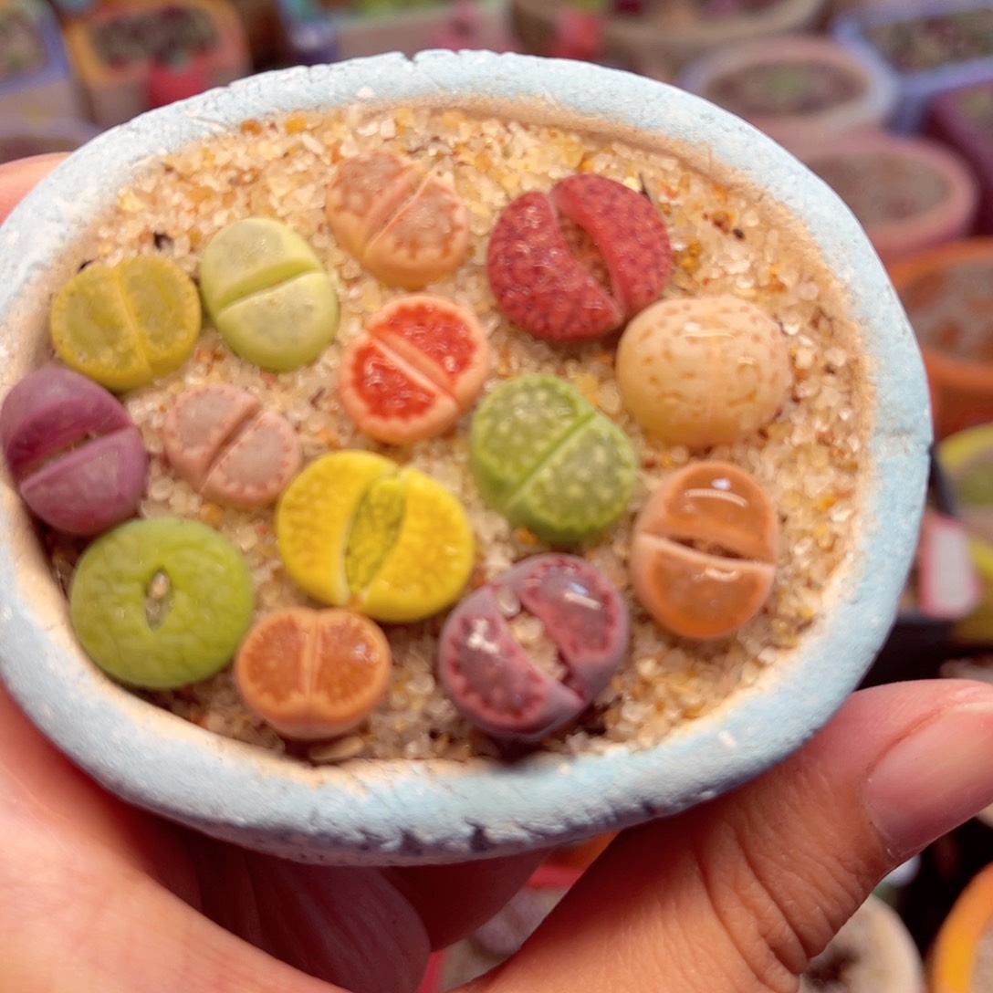 850. 6787588678888677888