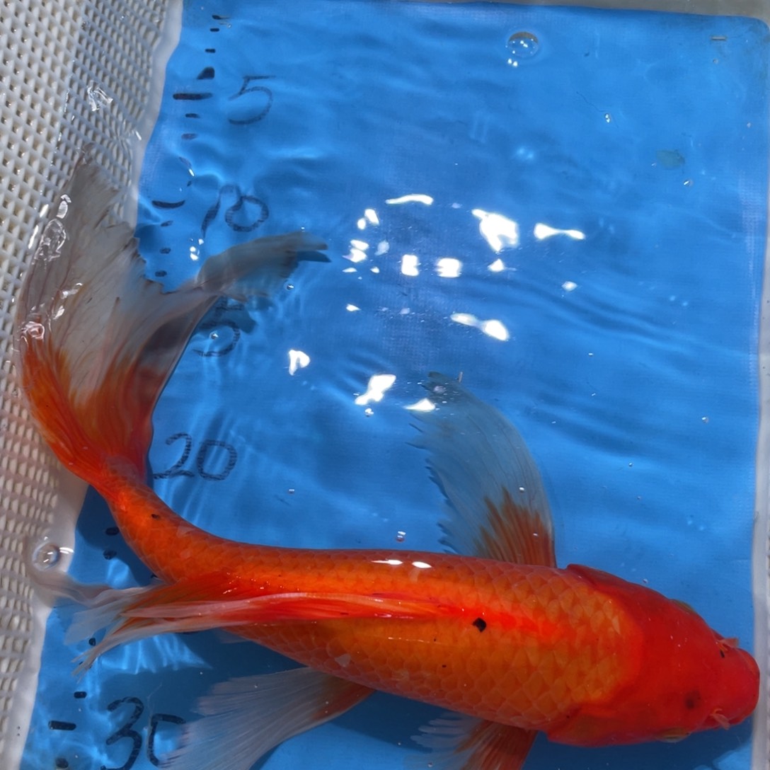锦鲤锦鲤包邮蝴蝶包邮