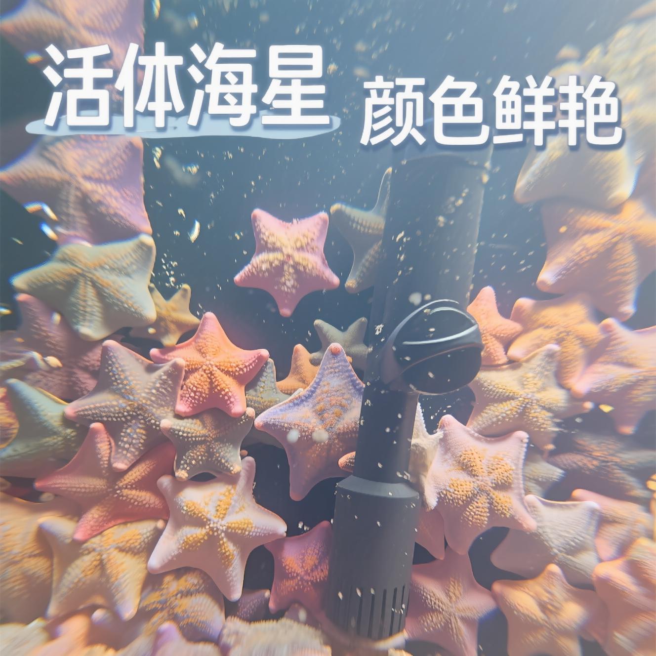 海燕海星懒人宠物桌面派大星迷你观赏动物