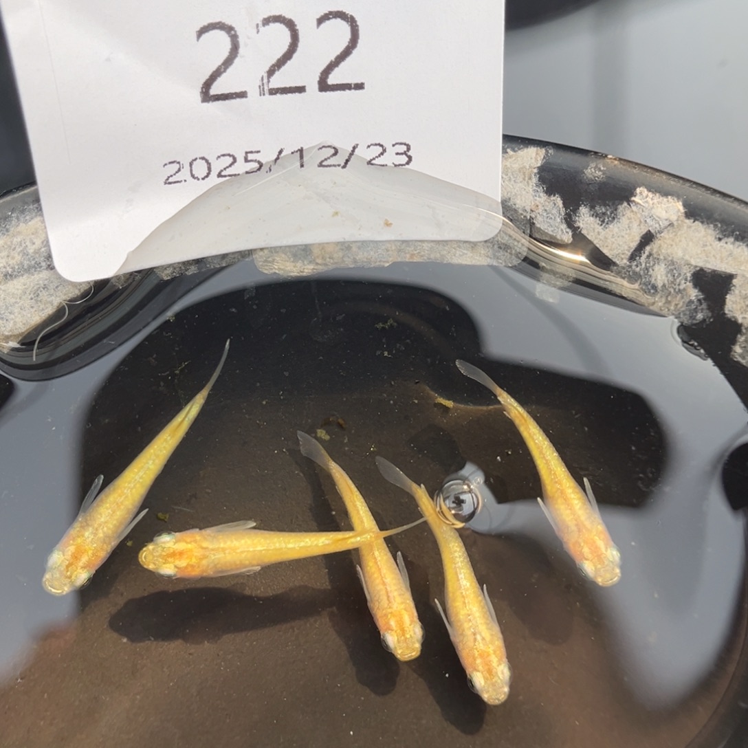 青鳉鱼222黄金百式五尾