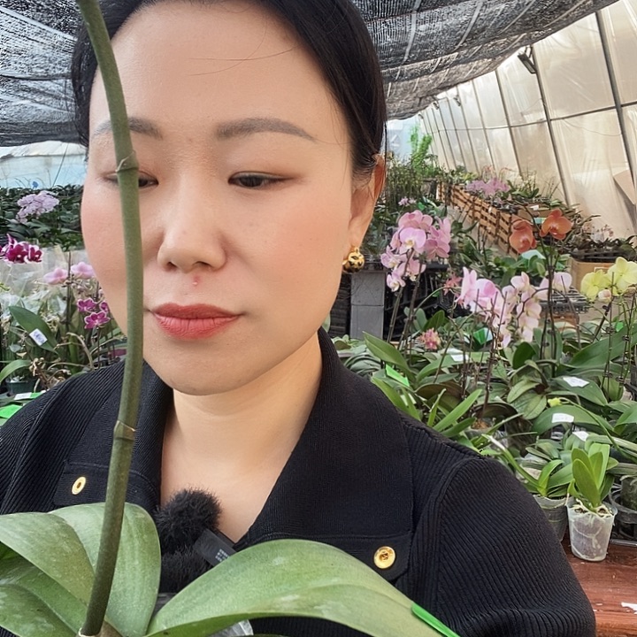 无花朵威尼斯蝴蝶兰