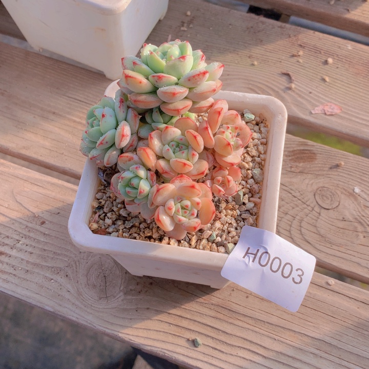 刘***业闪购多肉1棵h0003