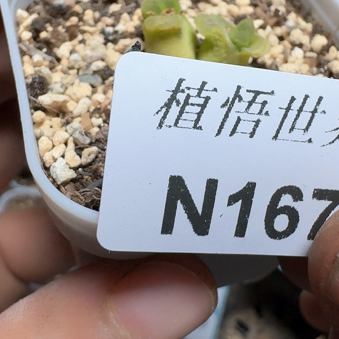 167号多肉植物哇fv g