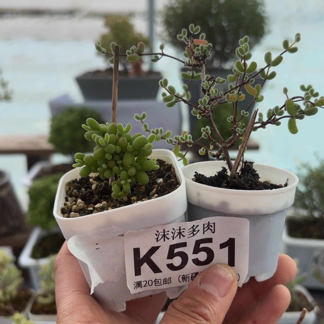 蜜橘和翡翠组合哦