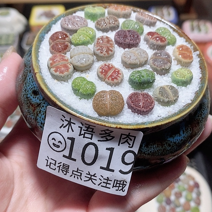一物一拍 所见即所得1019