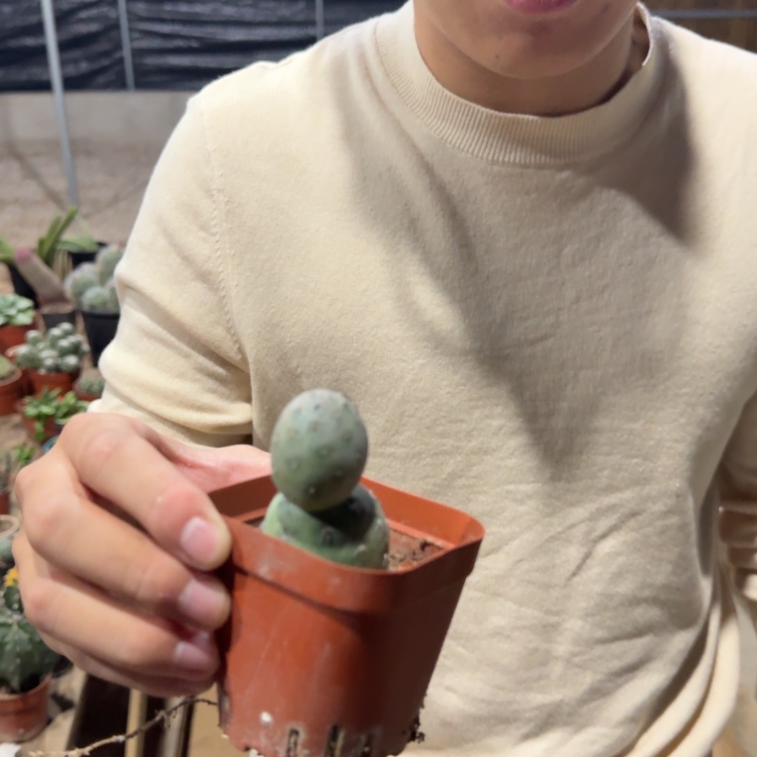 雪人造型双头习自野