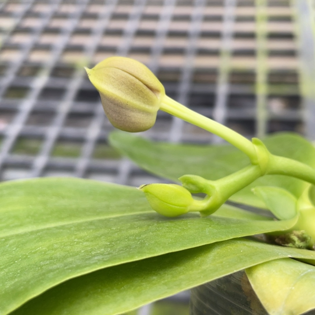 全部花苞反射龙交品（少根）特价