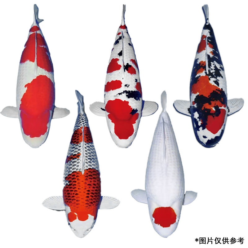 锦鲤观赏鱼红白大正三色冷水好养耐活锦鲤鱼