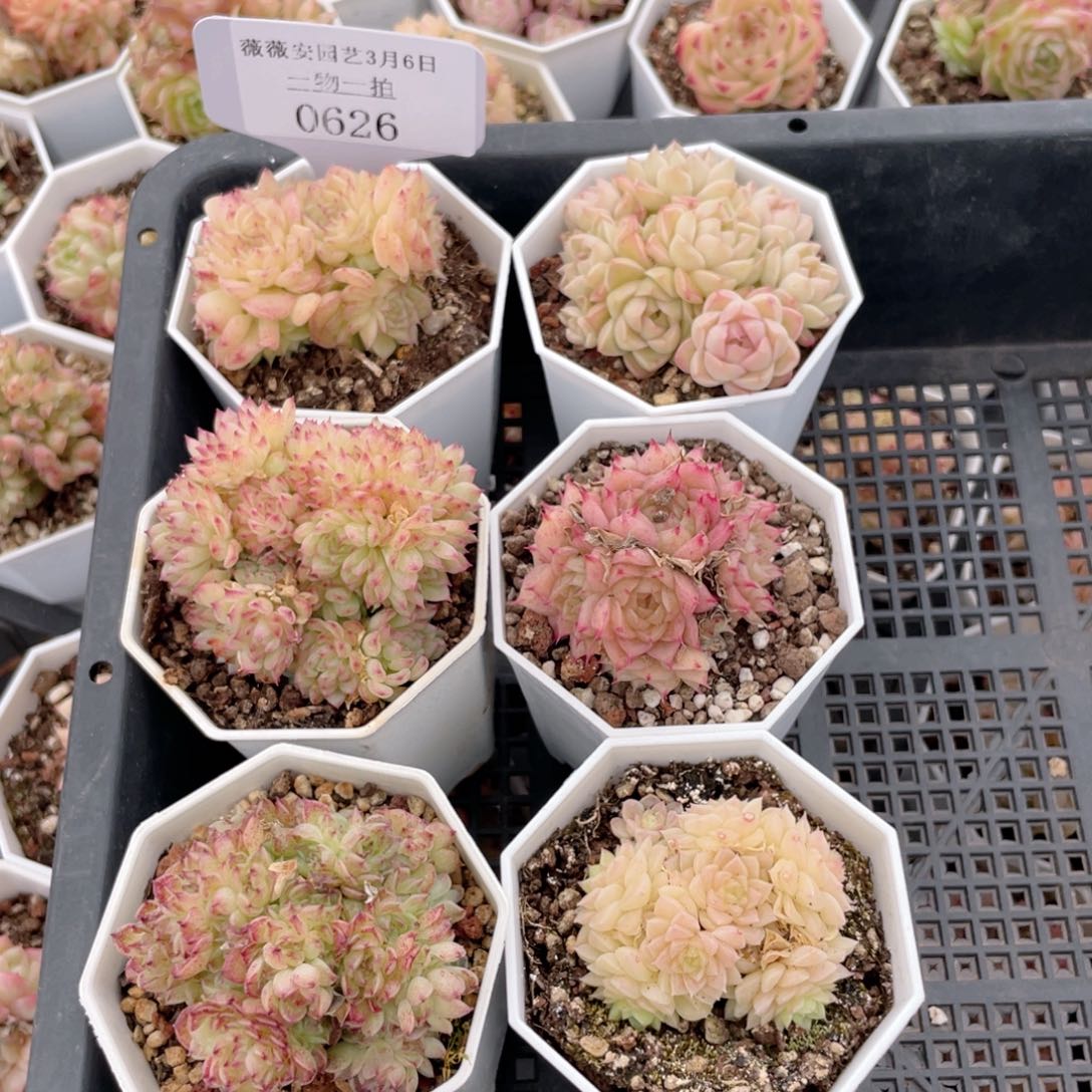 薇薇安园艺多肉0626
