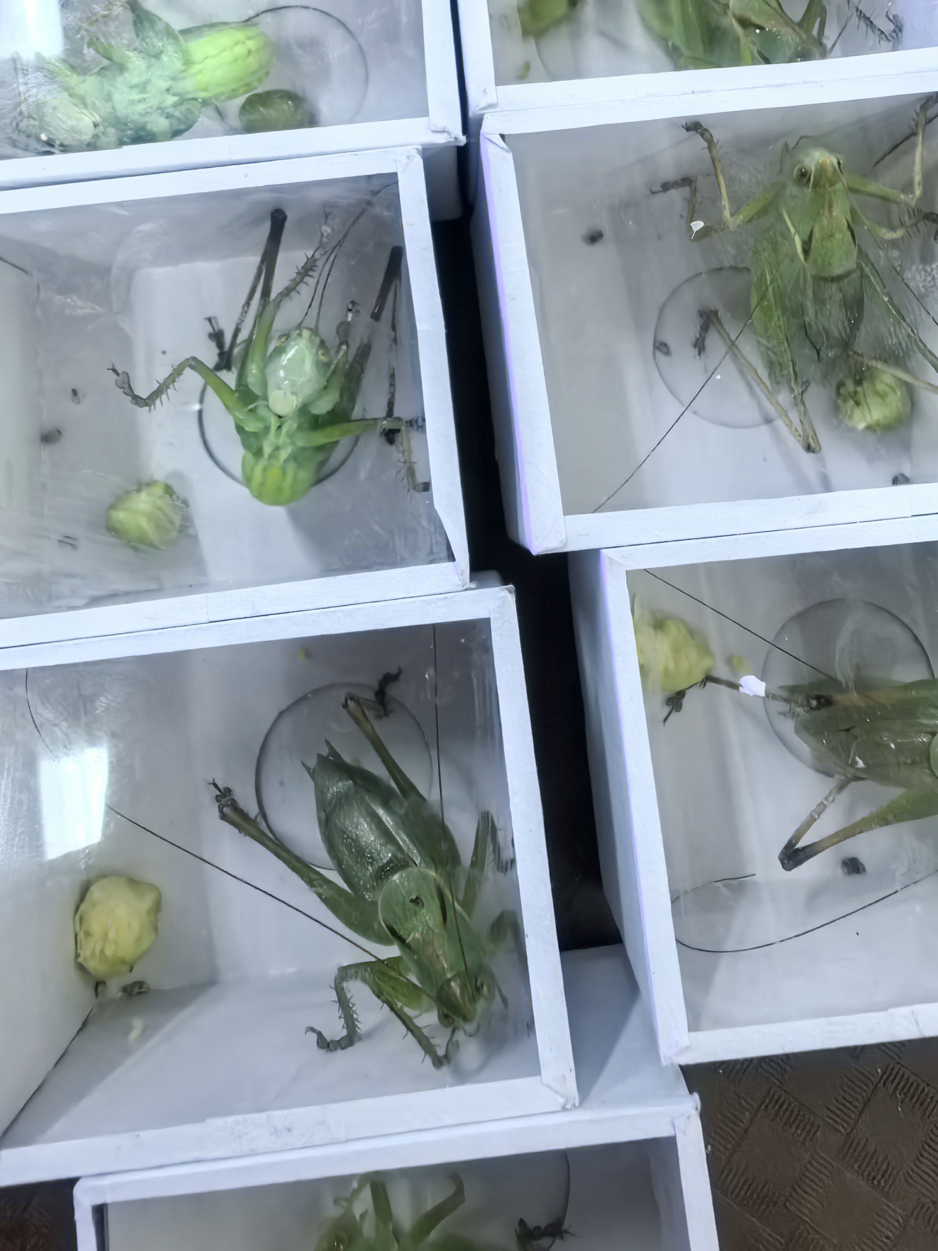 扎嘴。吉儿鸣虫。蟋蟀科昆虫鸣虫